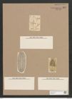 Navicula fusca Rs. (de-Toni-Nr.: Genus 1, Species 292) Zeichnungen Sammlung Grunow Nr. 657 (NHMW-BOT-W0367027)